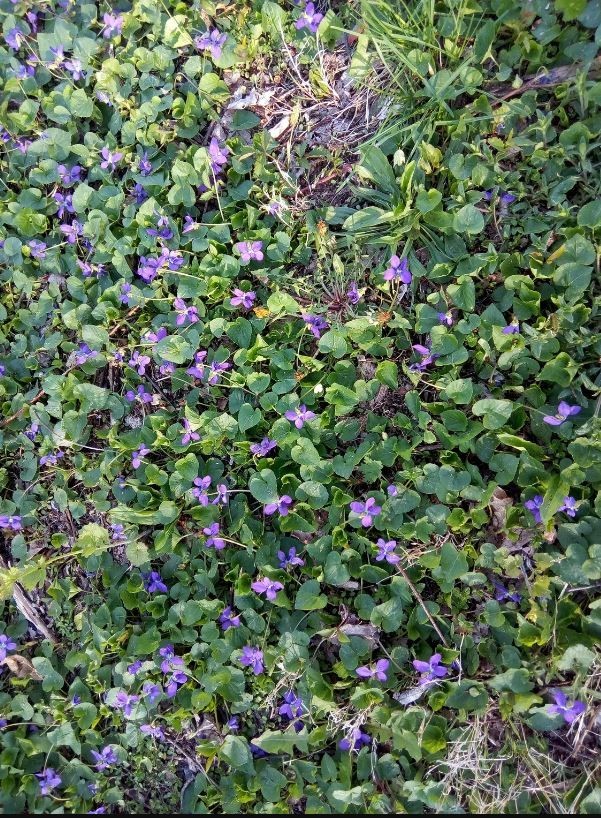 Flash Sale 20x Wild Violet Plants: Mixed Purple White Perennial Bare Root live
