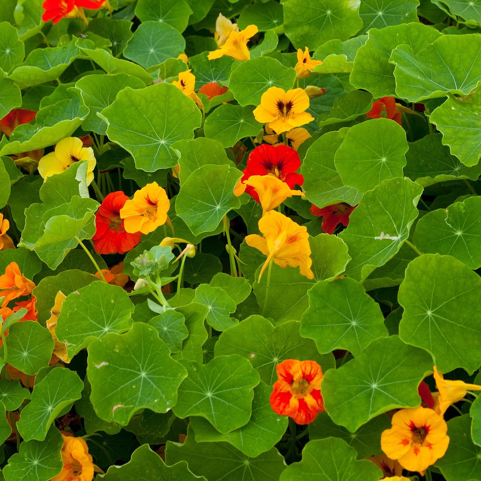 Nasturtium Seeds 1oz 200+ NonGMO Edible Flowers, Attract Pollinators