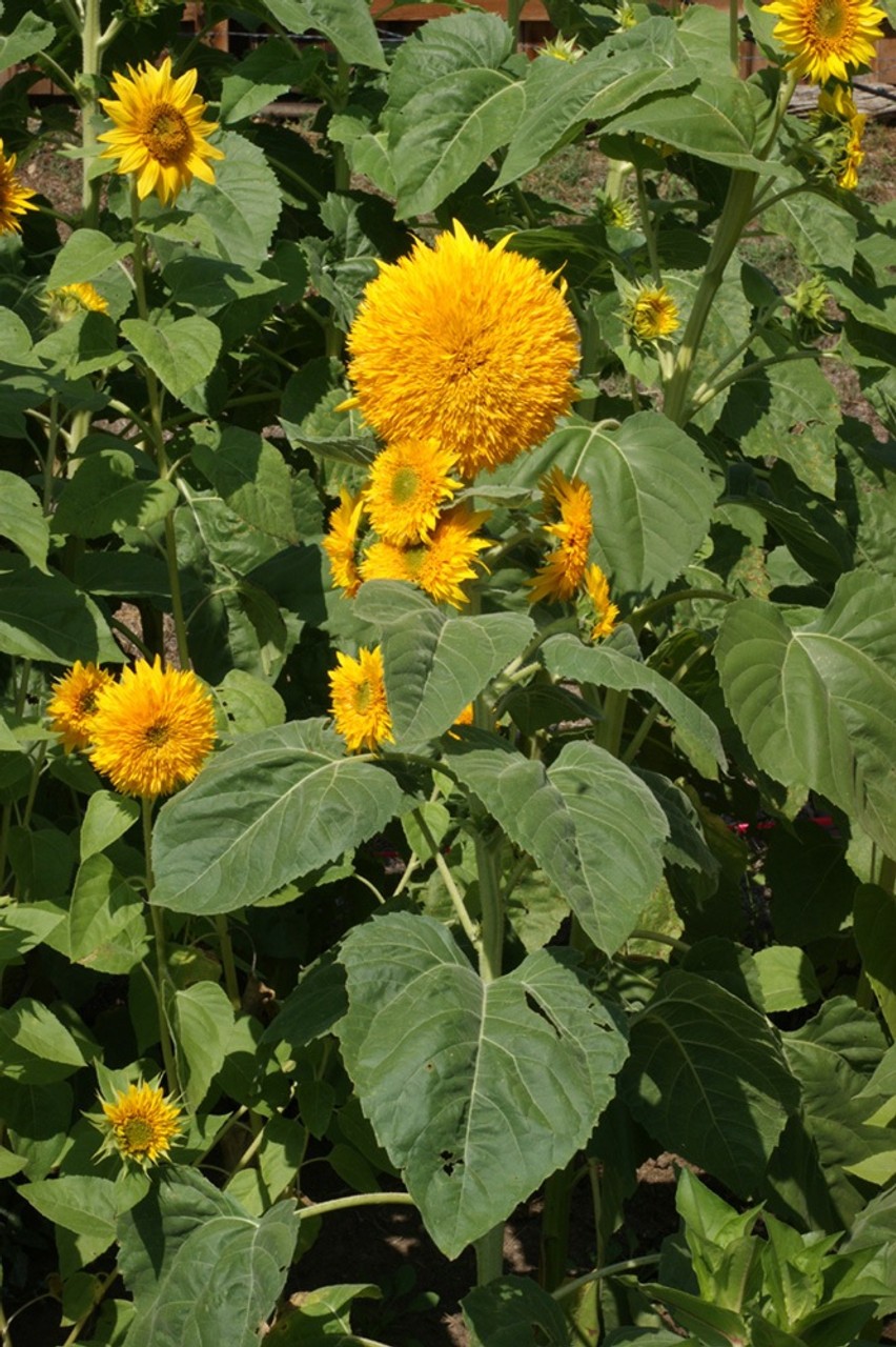 Sungold Sunflower Tall Teddy Bear 10 Seeds Helianthus annuus Free Shipping!