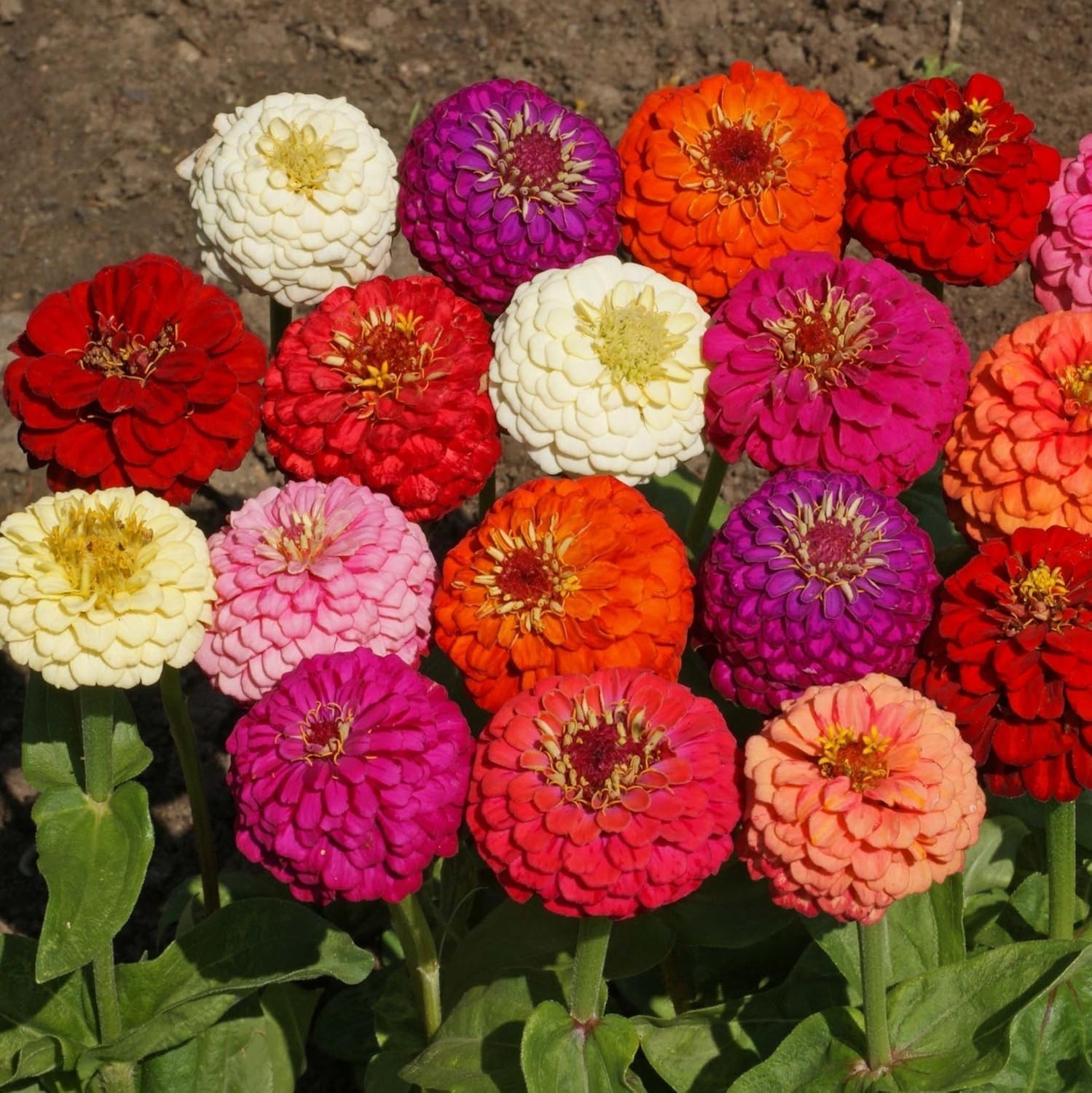 Hardy Annual Zinnia Seeds – 1000 Pcs Lilliput Mix for Stunning Outdoor Displays