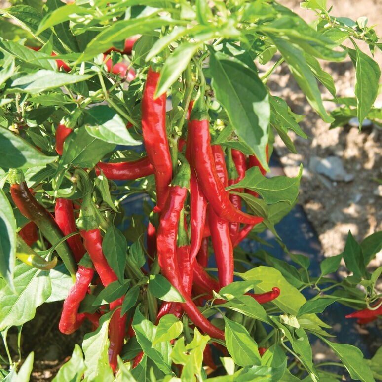 CAYENNE PEPPERS 10 VEGETABLE SEEDS FREE USA SHIPPING