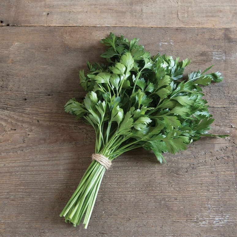 Italian Giant Parsley Seeds NON-GMO Heirloom, Tracking Included