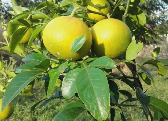 Citrus X Poncirus DUNSTAN CITRUMELO – Hardy Grapefruit Tree – 5 SEEDS!