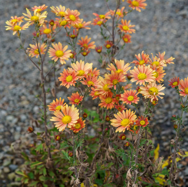 Campfire Glow Daisy Mum Plant – 3-5″ Tall – Fall-Blooming Orange Daisy Mum