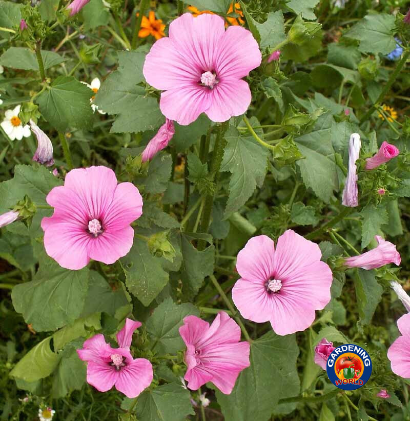 250 Tree Mallow Flower Seeds Mixed Pink/White Lavatera trimestris