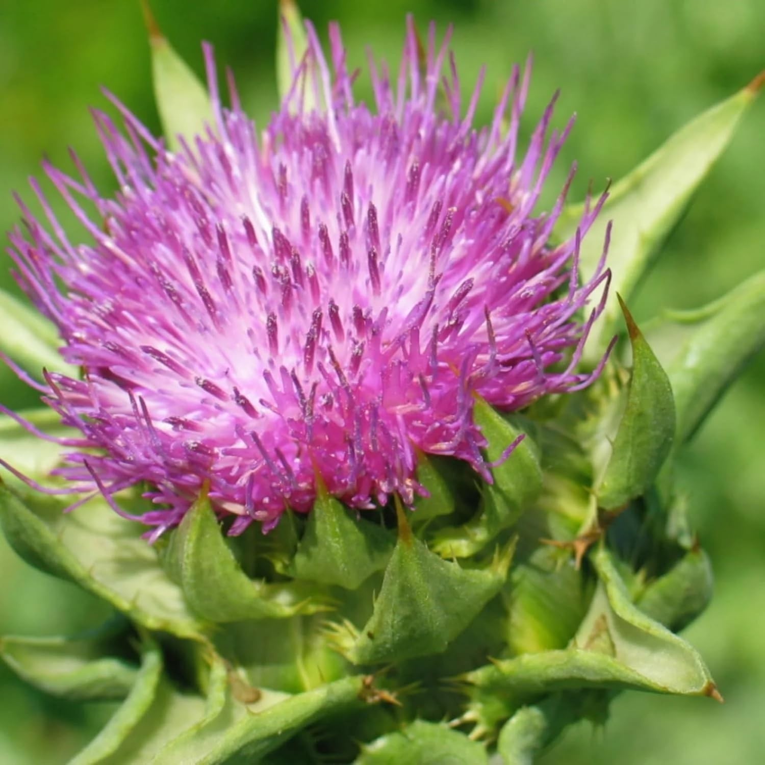 Eco-Friendly Milk Thistle Herb Seeds – 300 Seeds for Pollinator-Friendly Gardens