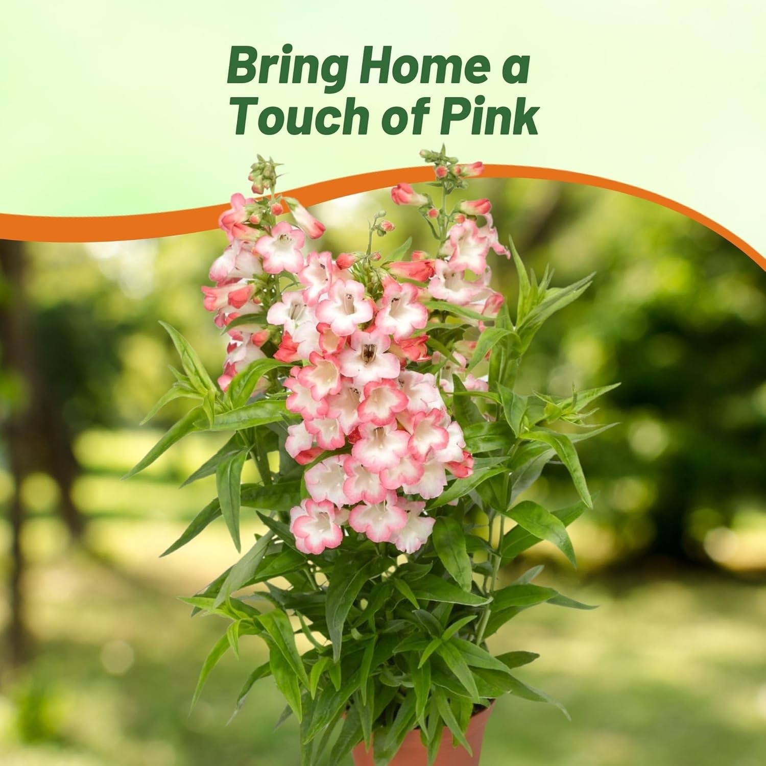 15 Seeds Beardtongue Penstemon Hartwegii Arabesque Pink Drought Resistant