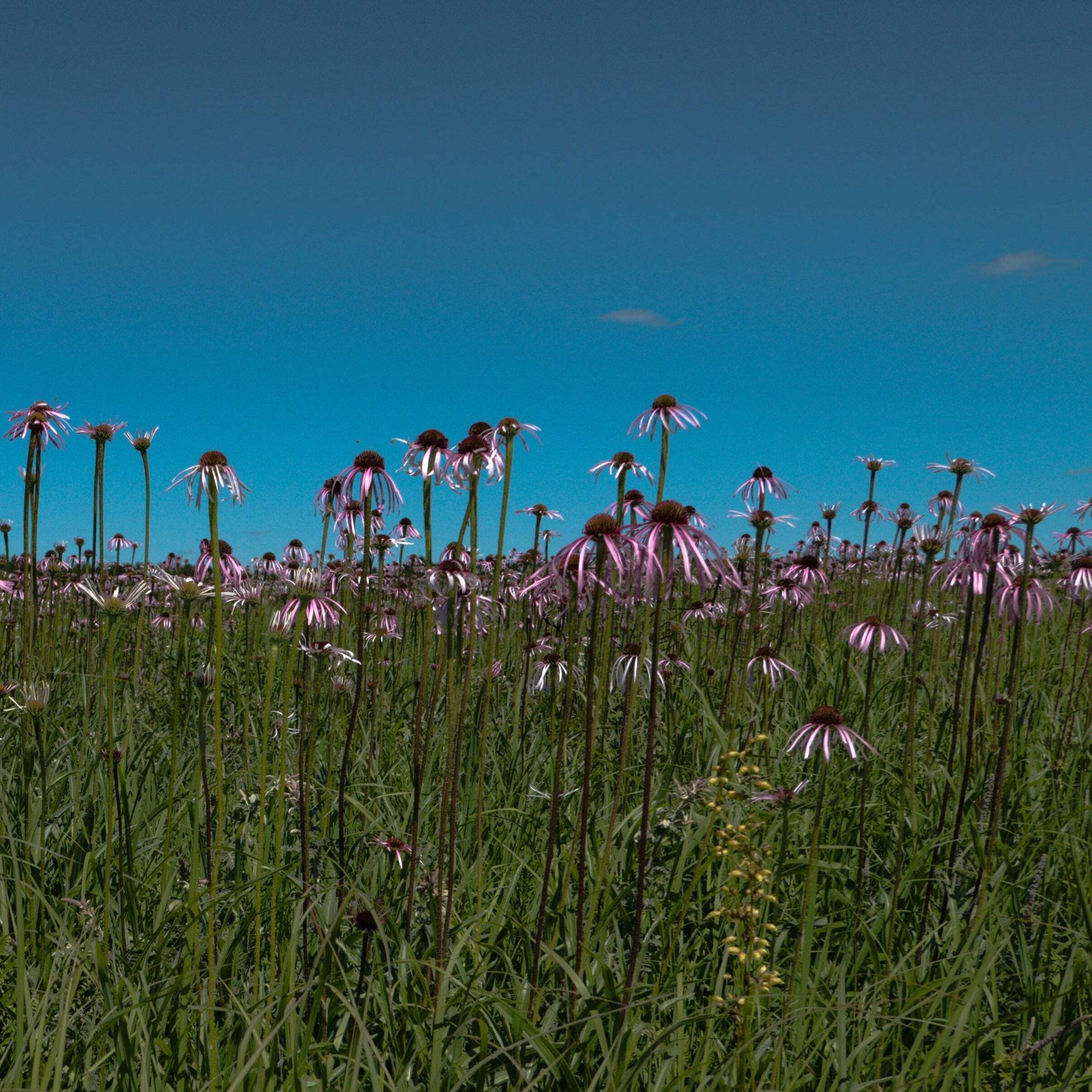Echinacea angustifolia Seeds (Echinacea angustifolia) ~Native Herb Garden