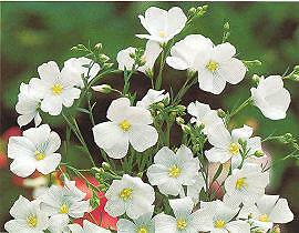 Linum (Flax) perenne nanum Diamond White 1,000 seeds