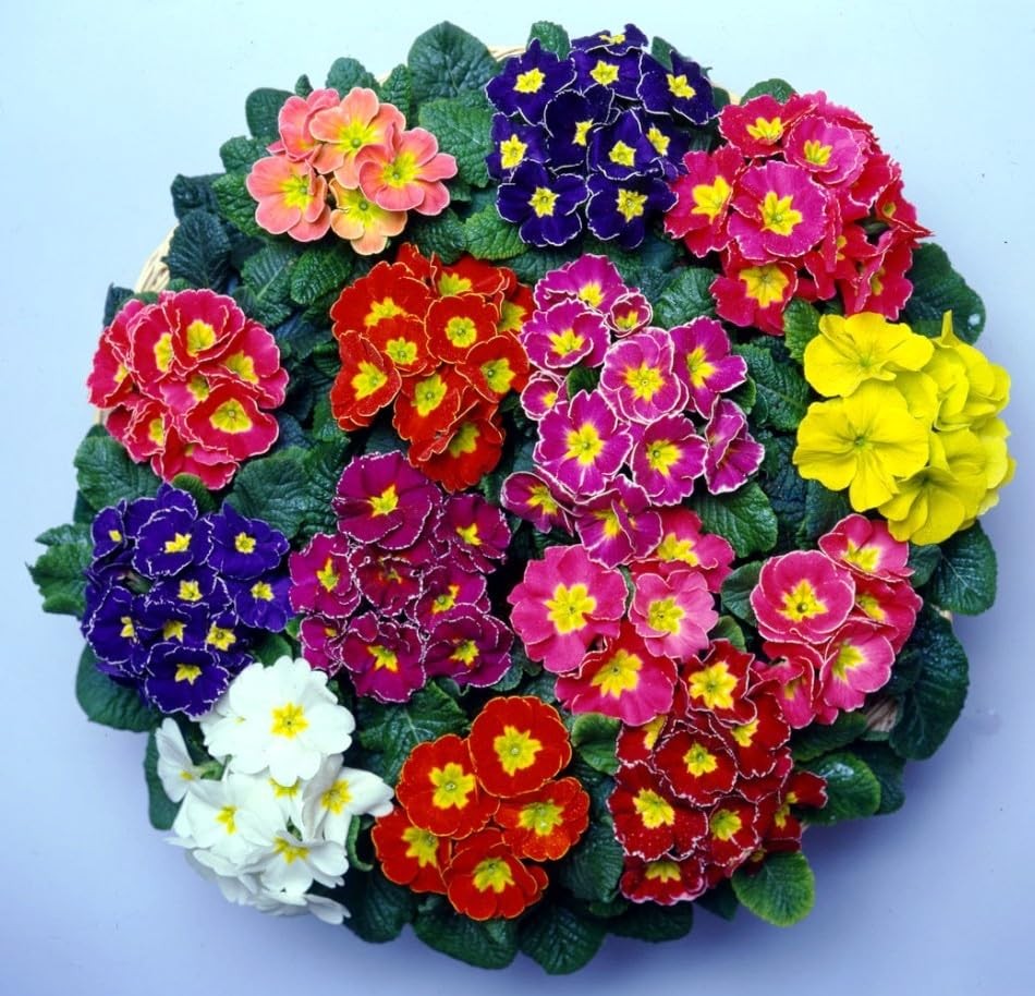 – Seeds Evening Primrose Garden Mix Primula Perennial Flowers for Planting