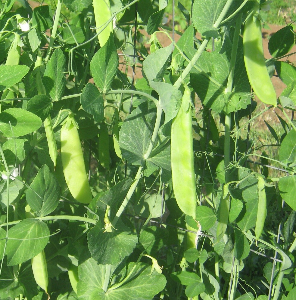 Mammoth Melting Sugar Snow Pea Seeds, NON-GMO, Heirloom, FREE SHIPPING