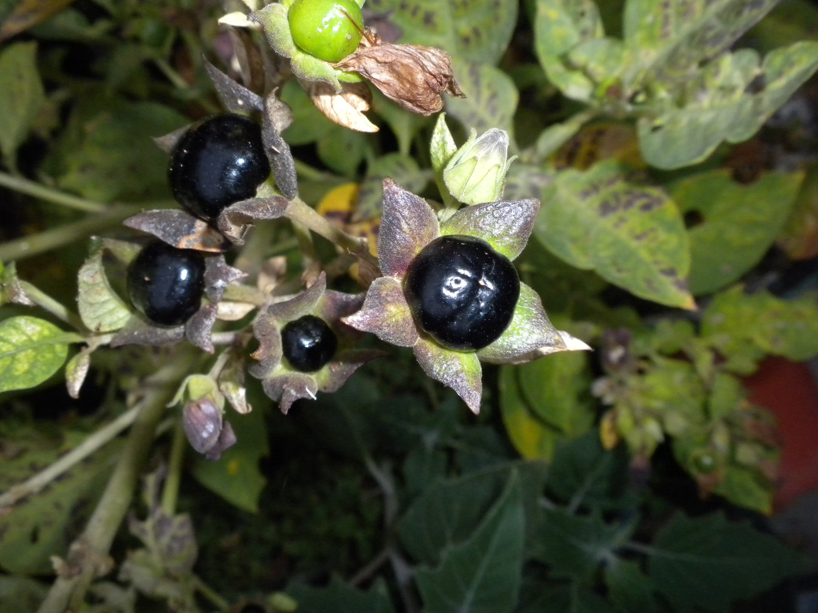 30 Atropa belladonna seeds Wicca herb ‘deadly nightshade’ ‘Devil’s cherry’