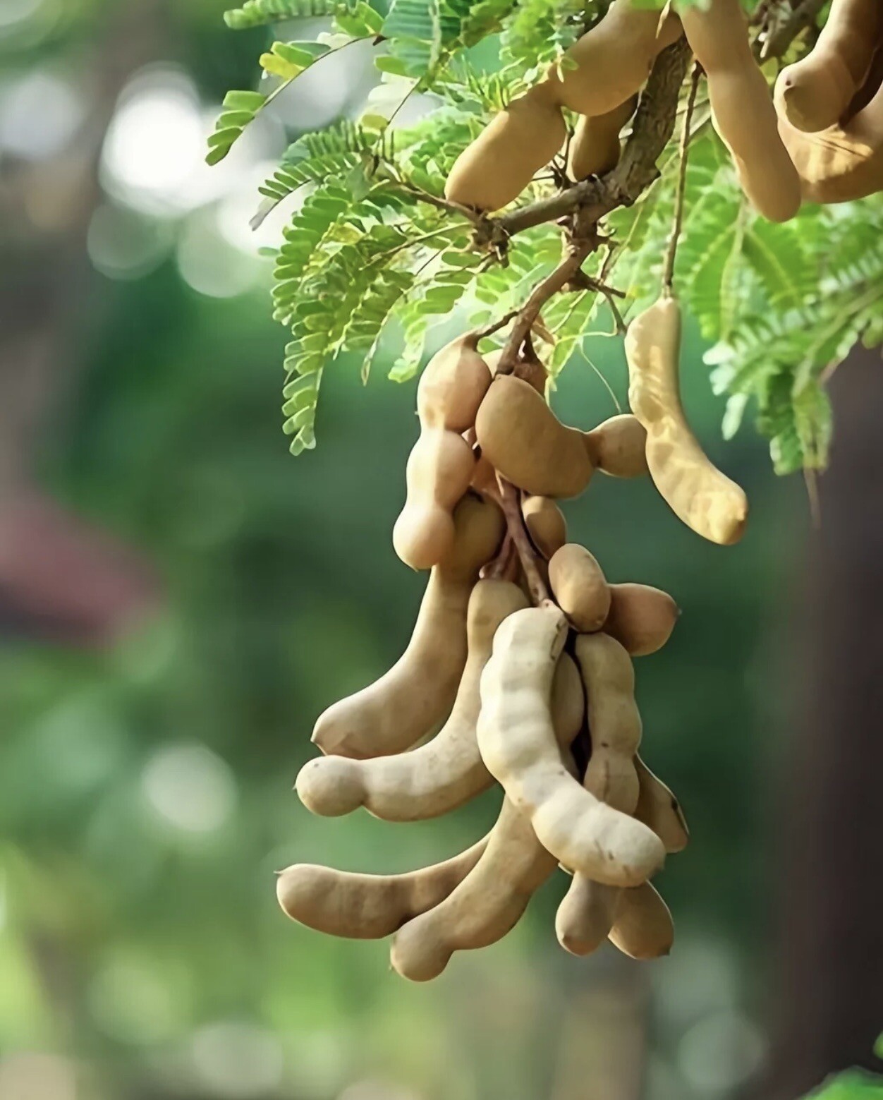 8 Tamarind Tree Seeds Tamarindus indica Tropical Fruit Flower Plant, Bonsai