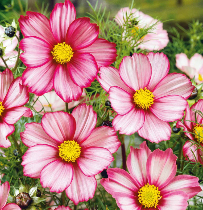 Cosmos RED STRIPE Bi-Colored Flowers Pollinators Butterflies Non-GMO 100 Seeds!