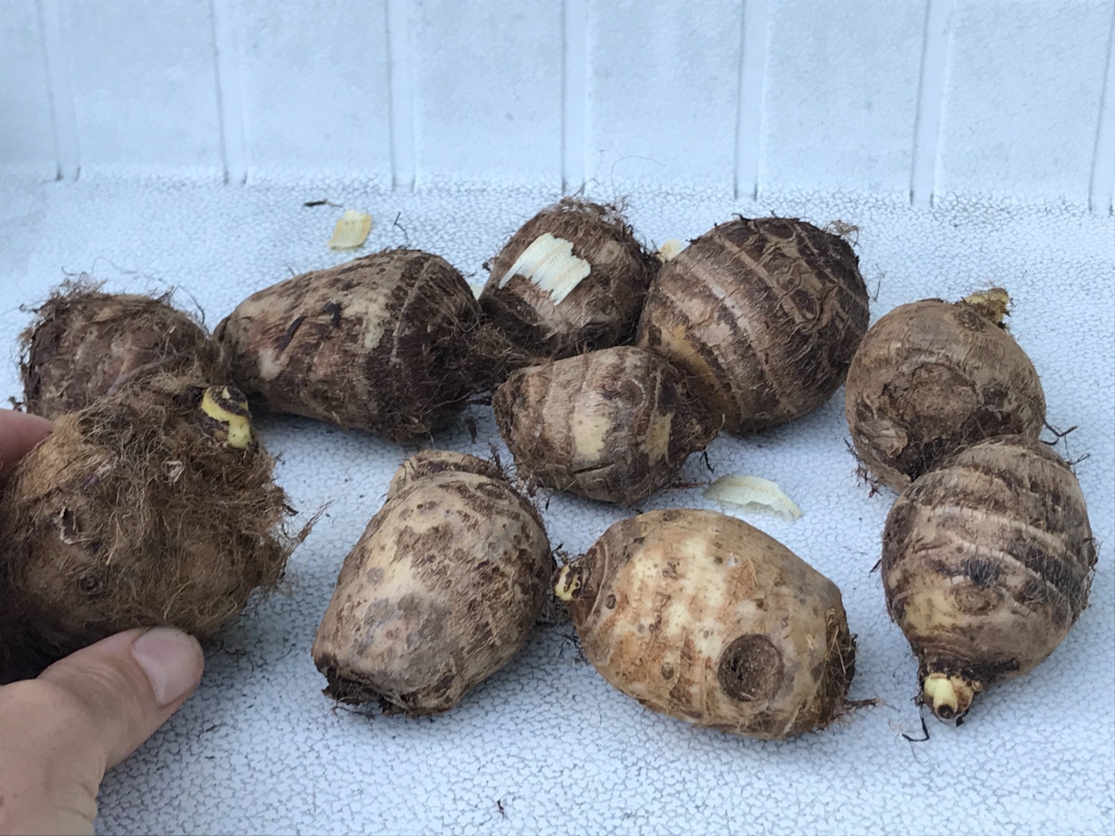 1 LIVE Colocasia Esculenta Elephant Ear Taro Gabi Kalo Eddo Bulbs READY to GROW