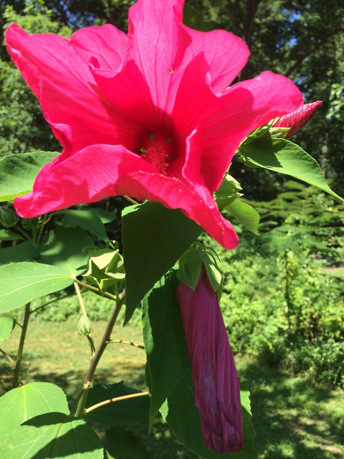 RED CHERRY Hibiscus True Perennial Flower Total OF 50 + Seeds USA Seller