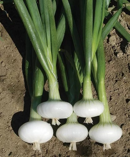 200+ Cipollini Onion Seeds – Yellow Sweet — Heirloom – Organic – NON GMO