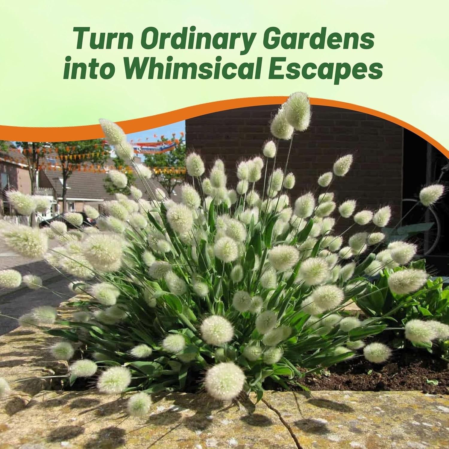 2000 Seeds Lagurus Ovatus Drought Tolerant Bunny Tails xeriscape Ornamental