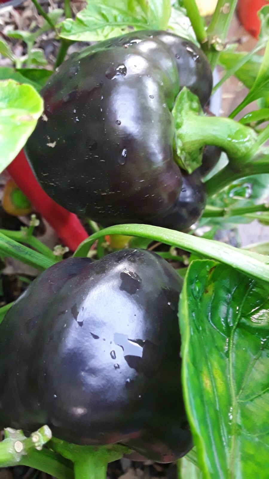 50 Purple Beauty Bell Pepper Seeds, Sweet, NON-GMO, Heirloom