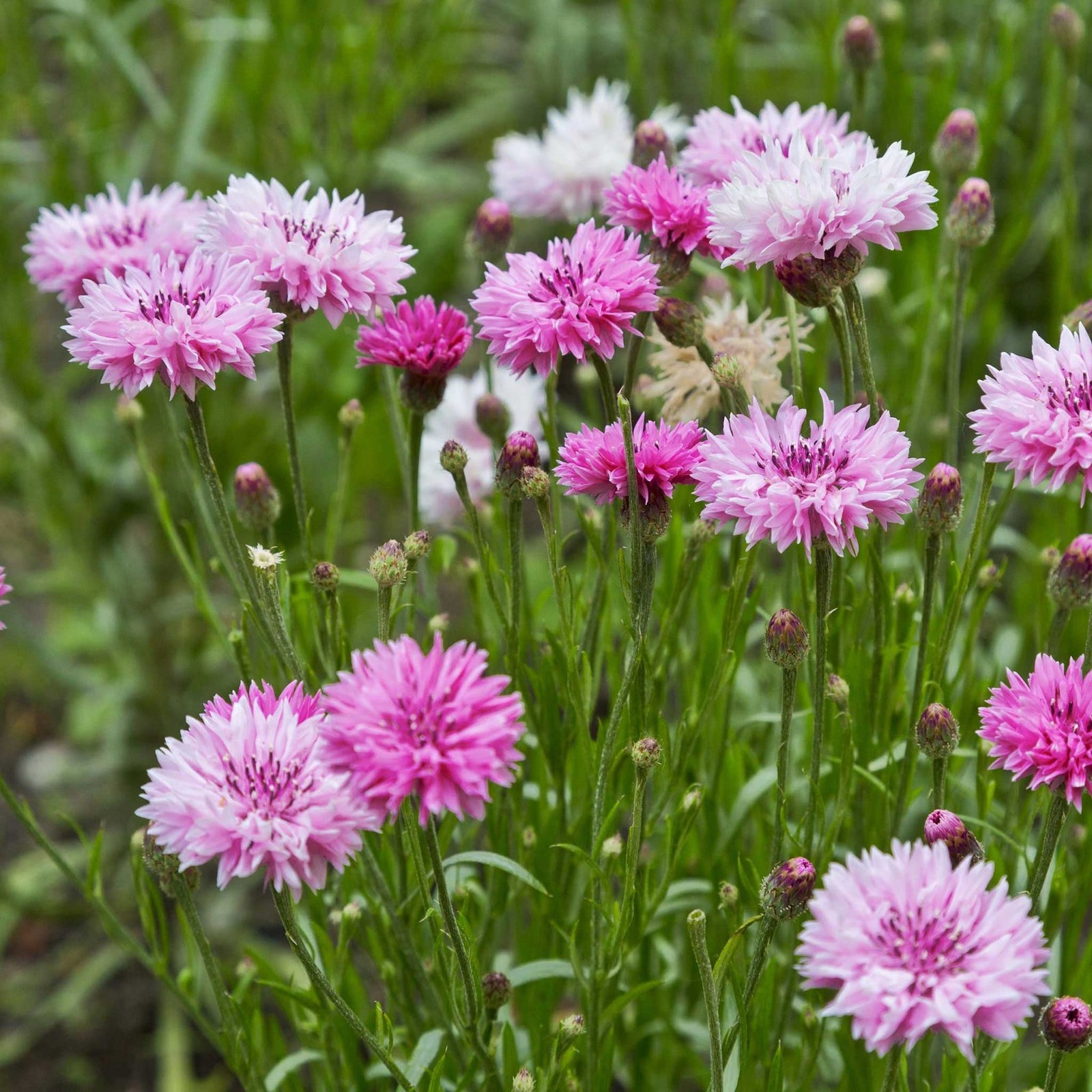 Tall Pink Bachelor Button Cornflower Seeds 200+ Flower USA SELLER FREE SHIPPING