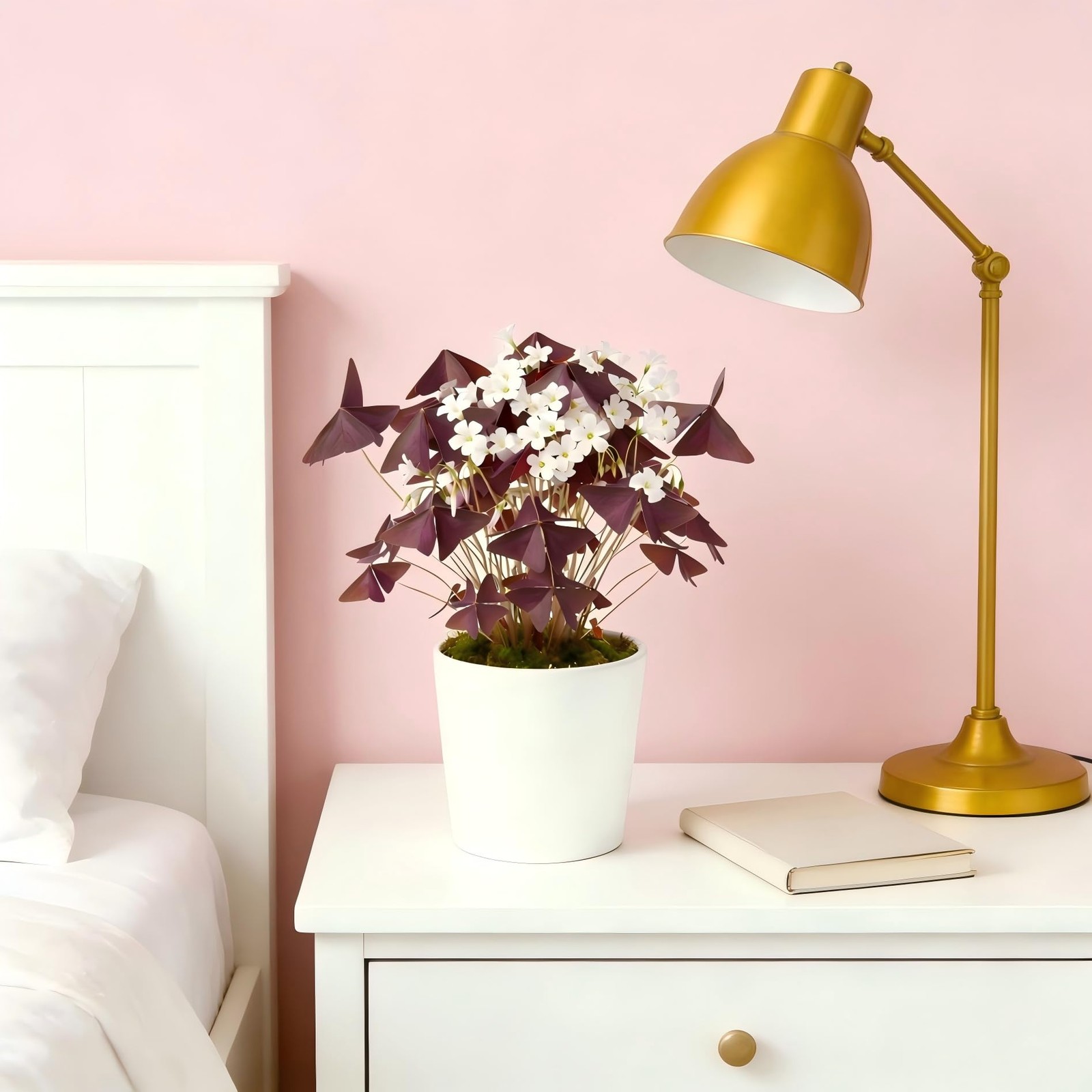 10 Bulbs Oxalis Triangularis, Purple Shamrocks Flowers for Home Garden Indoor…