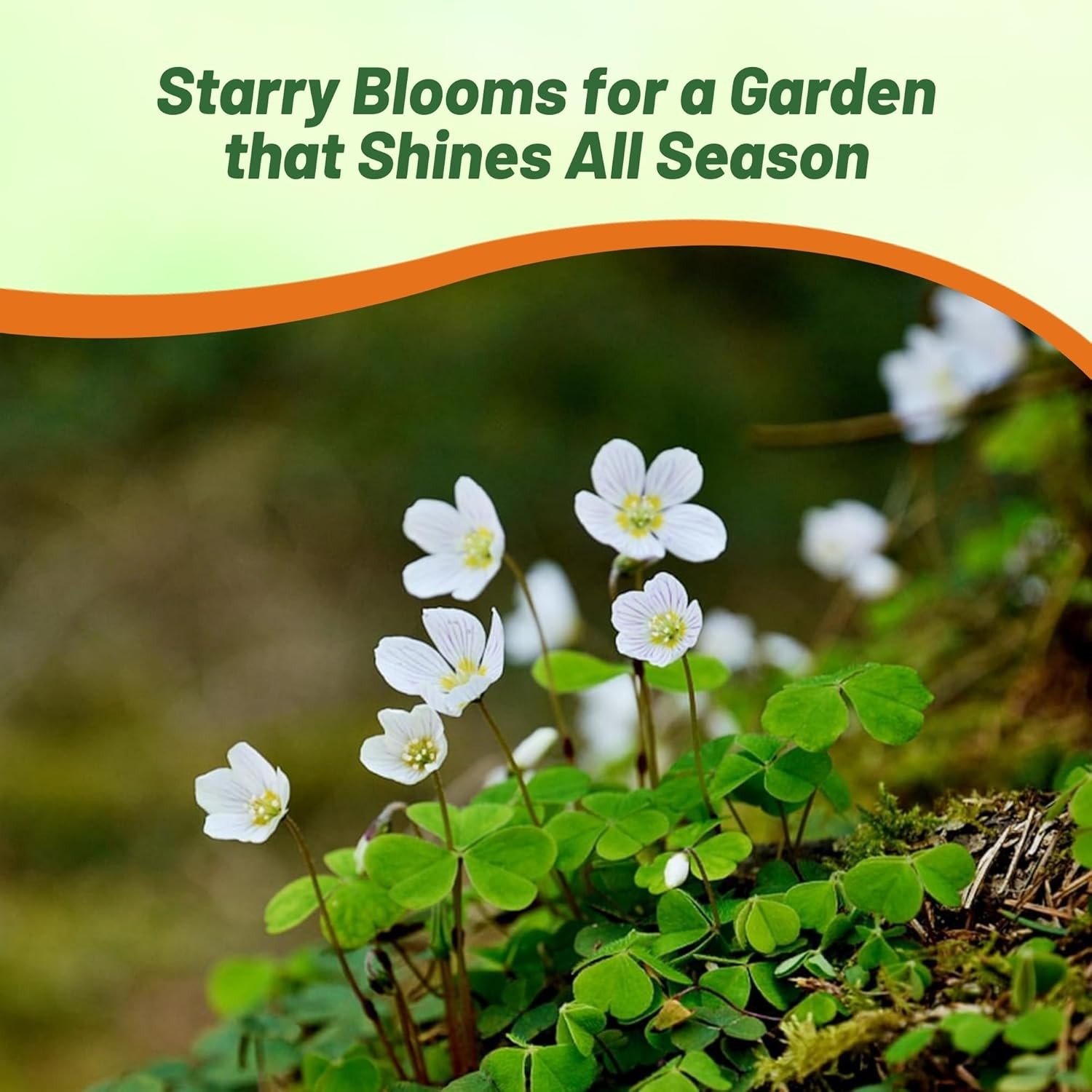 10000 Seeds Irish Moss Seeds For Planting Outdoors | Low Maintenance Ground