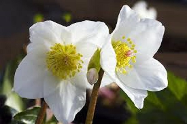 15+ WHITE CHRISTMAS ROSE HELLEBORUS FLOWER SEEDS / WINTER BLOOMING PERENNIAL