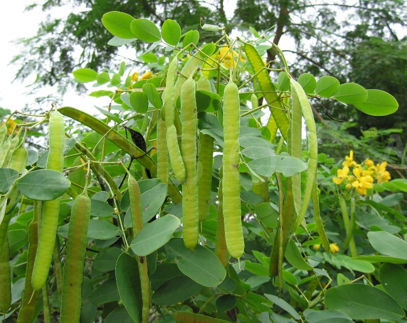 Cassia Glauca 20 Seeds, Scrambled Egg Shrub Tree Bush Senna Surattensis