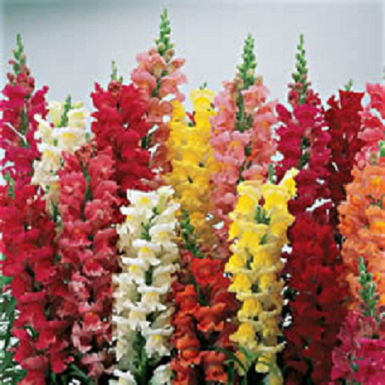 50 Snapdragon Seeds Liberty Classic Mix FLOWER SEEDS
