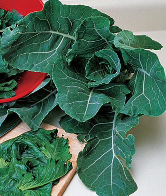 Georgia Collard Greens Seeds, NON-GMO, Heirloom Collard Seed, Multiple Sizes