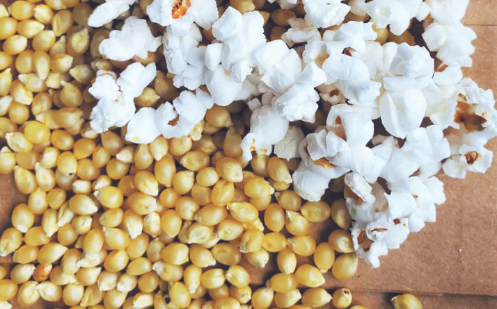 Japanese White Hulless Popcorn Seeds | Popping Ornamental Field Corn Seeds 2023