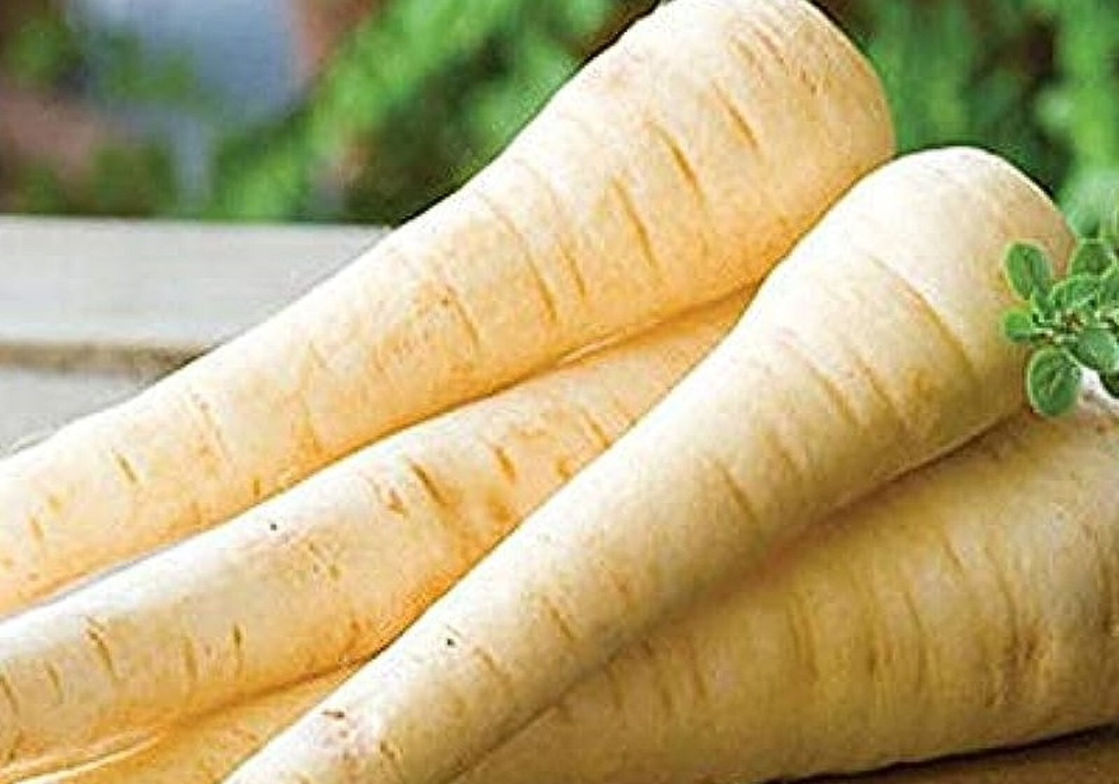 Hollow Crown Parsnip Seeds 300+ SEEDS NON-GMO -BUY 4 ITEMS FREE SHIPPING