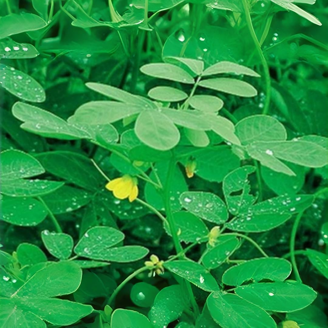 Chipilin Seeds for Planting, 20 Count, Heirloom Non-GMO Crotalaria Longirostr…