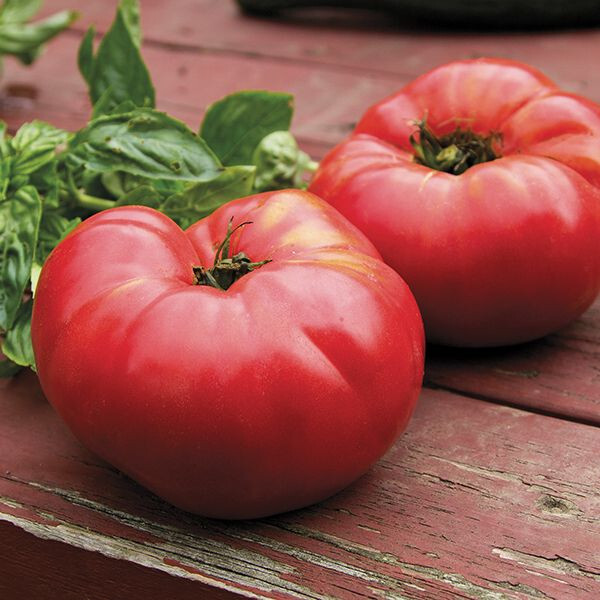 100 Heirloom Marglobe Tomato Seeds – Disease Resistant Determinate Salad Tomato