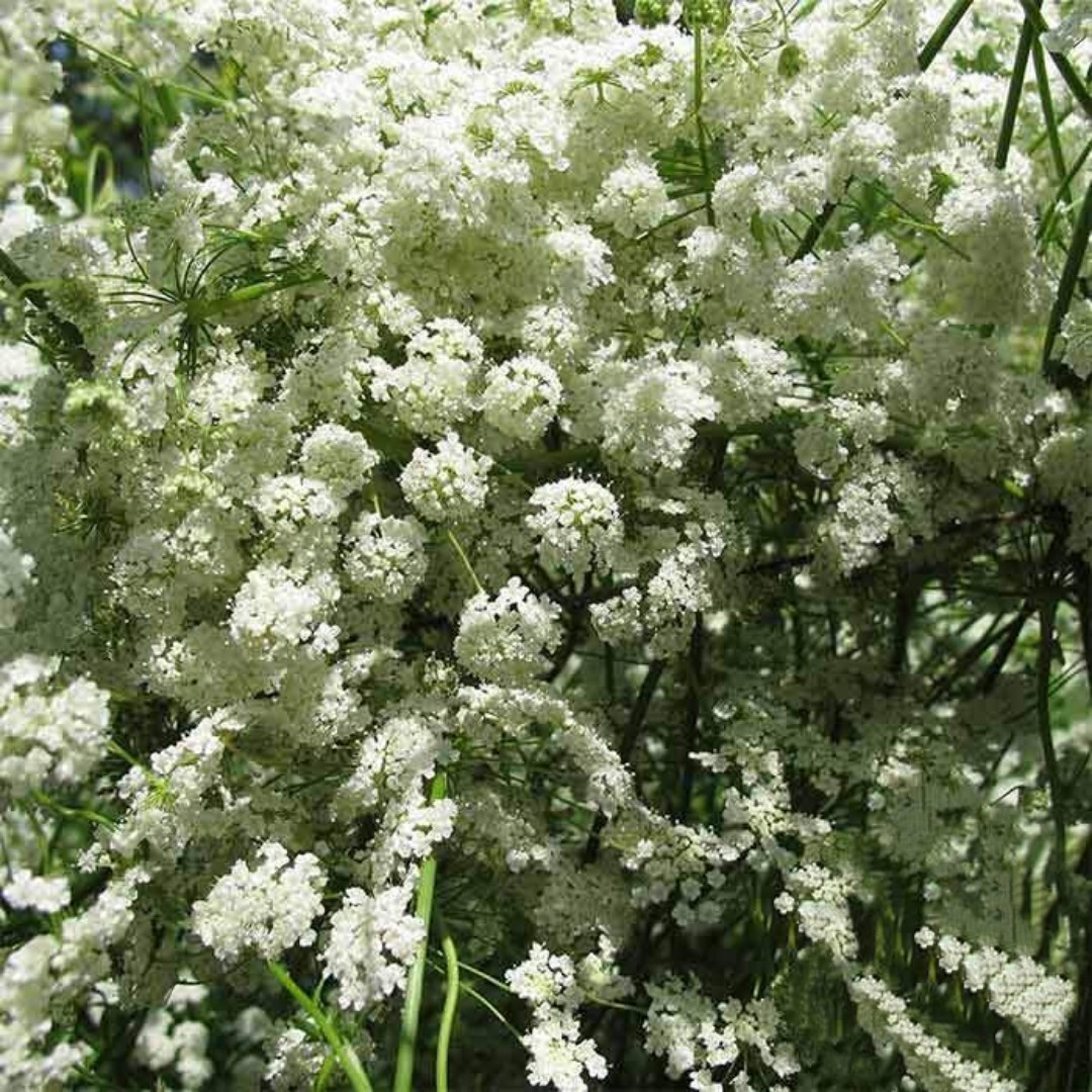 400+ Anise Seeds | Non-GMO | Herb Seeds | Seed Store |
