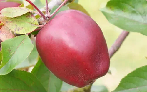 25+ Niedzwetzkyana Crabapple Seeds for Garden Planting – USA – FREE SHIPPING!