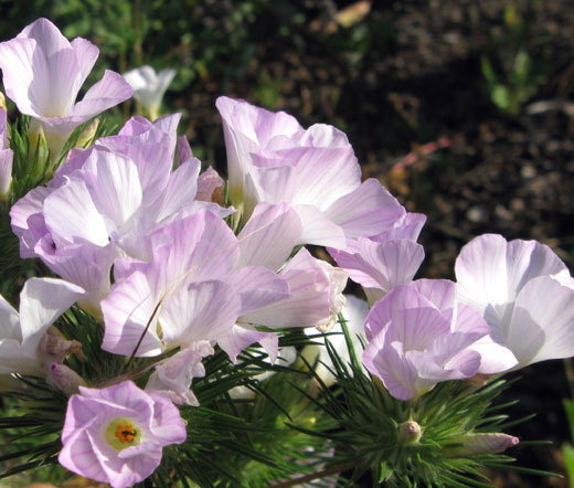 MOUNTAIN PHLOX Linanthus Grandiflorus – 10,000 Bulk Seeds