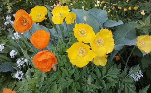 Welsh poppy 150+ seeds, orange and yellow mixed, hardy, meconopsis cambrica
