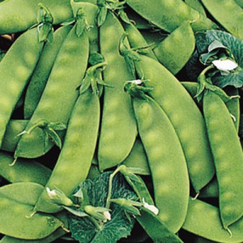 Pea Seed: Sugar Daddy Pea Seeds Fresh Seed FREE Shipping!