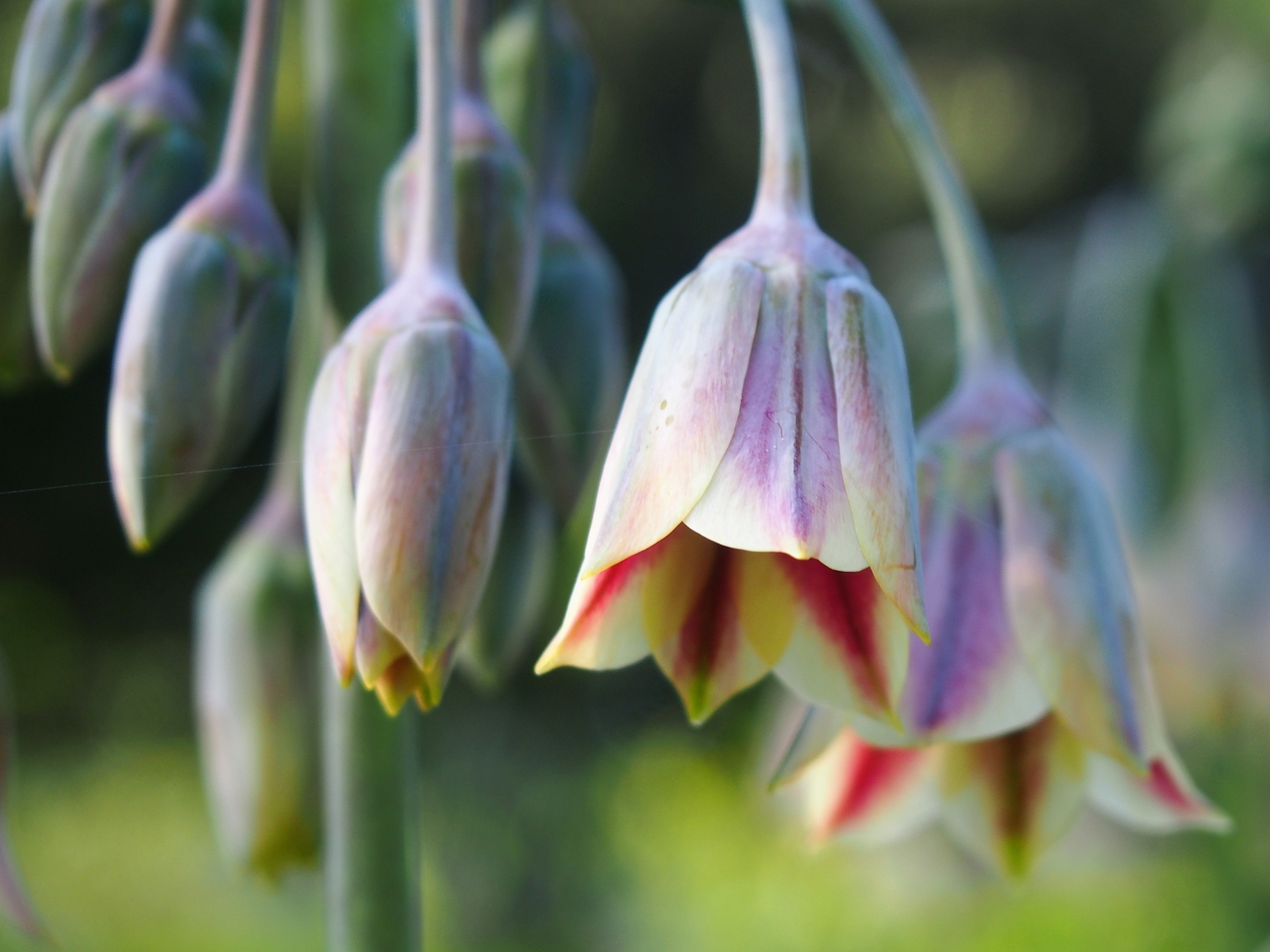 50 ALLIUM SICULUM Seeds (Honey Garlic) | NON-GMO | Free shipping | Annual
