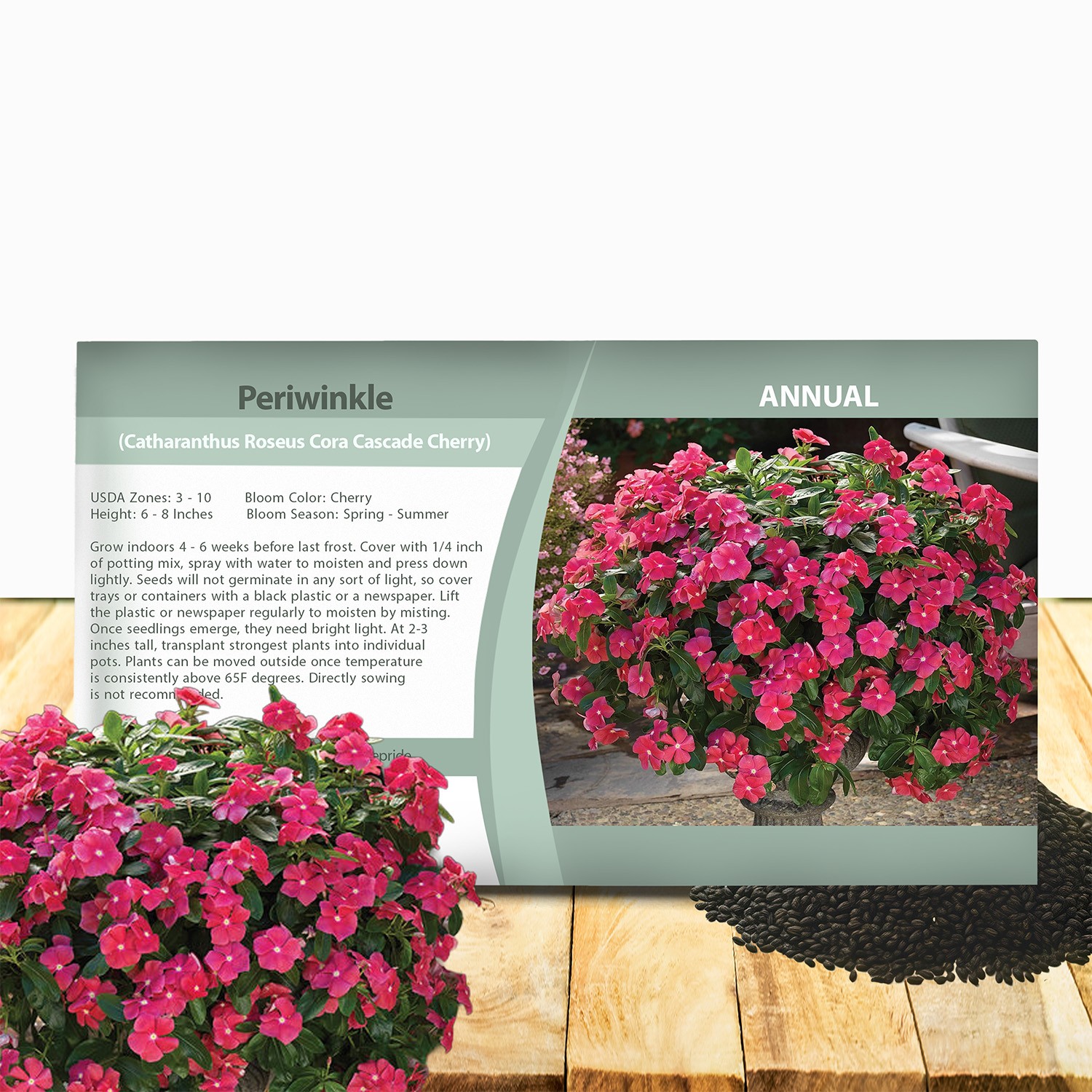 50 Seeds Drought Tolerant Trailing Vinca Perwinkle Ground Cover Plant Seeds