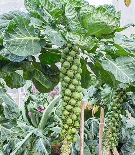 250+ Brussel Sprouts Seeds to Grow Your Own Food