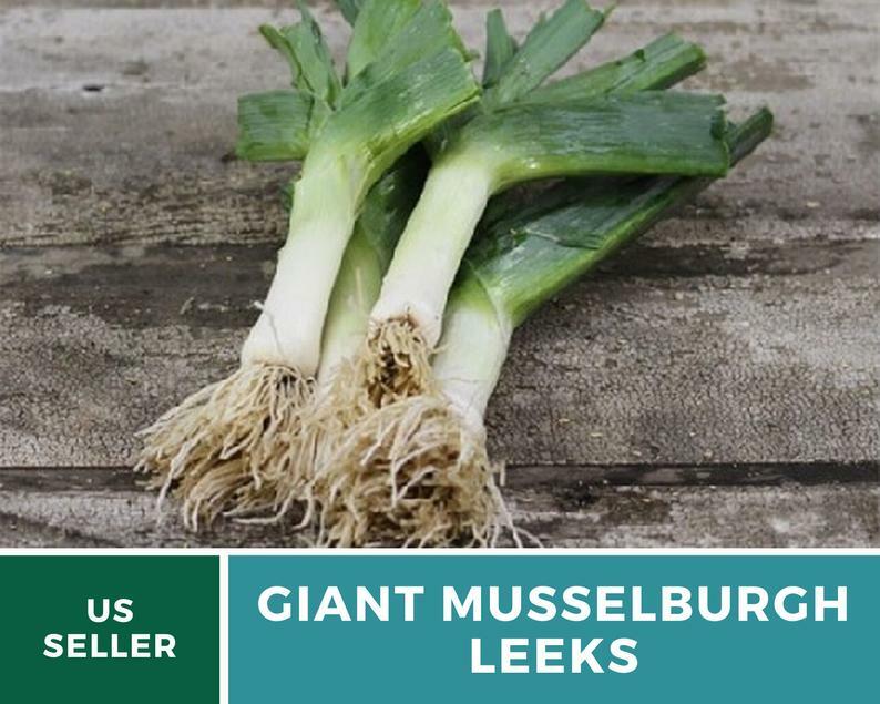 Leek, Giant Musselburgh – 200 Seeds -Heirloom – GMO Free