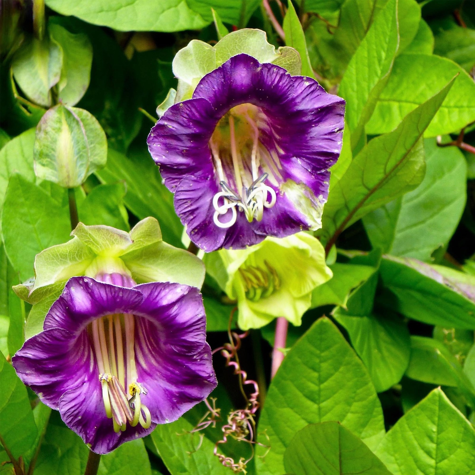 200+Perennial Cobaea Cup & Saucer Vine Flower for Planting Outdoor-Annual Cat…