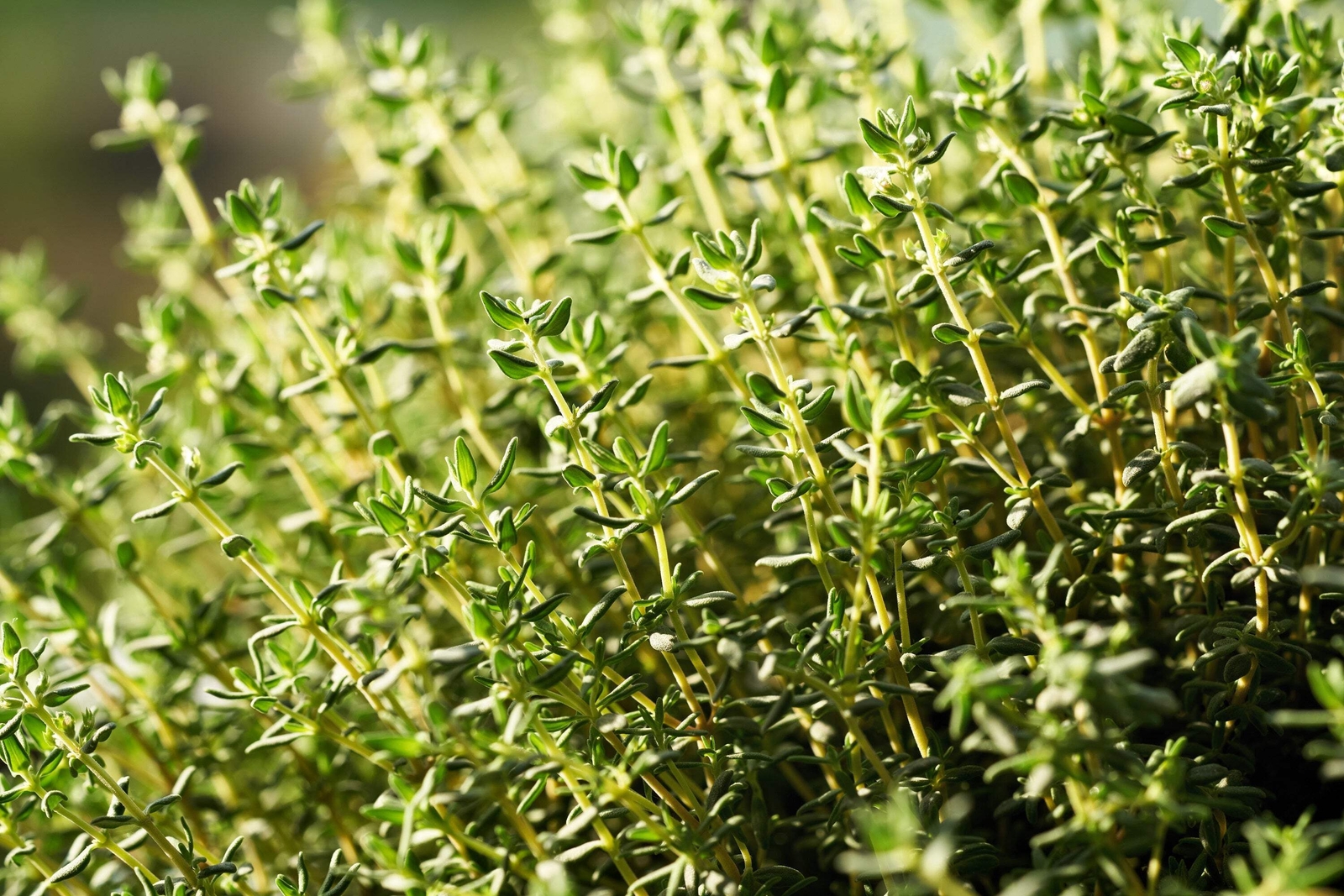 1000 THYME Common English German French Garden Winter Thymus Vulgaris Herb Seeds