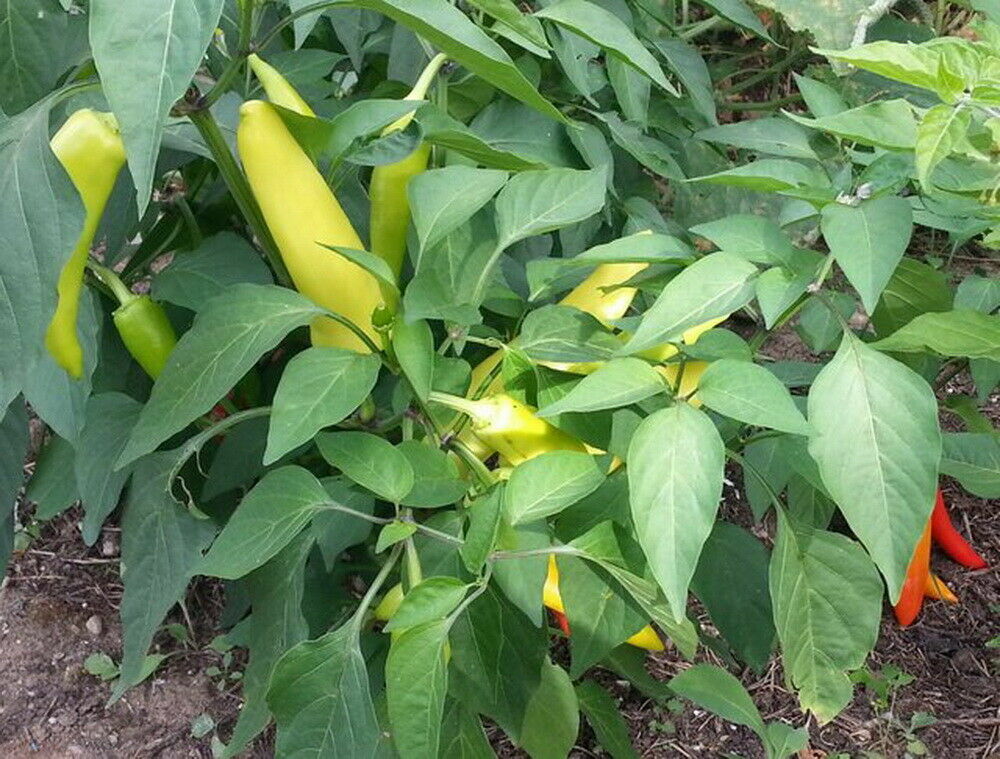 100 Organic Hungarian Hot Wax Banana Pepper Seeds Heirloom