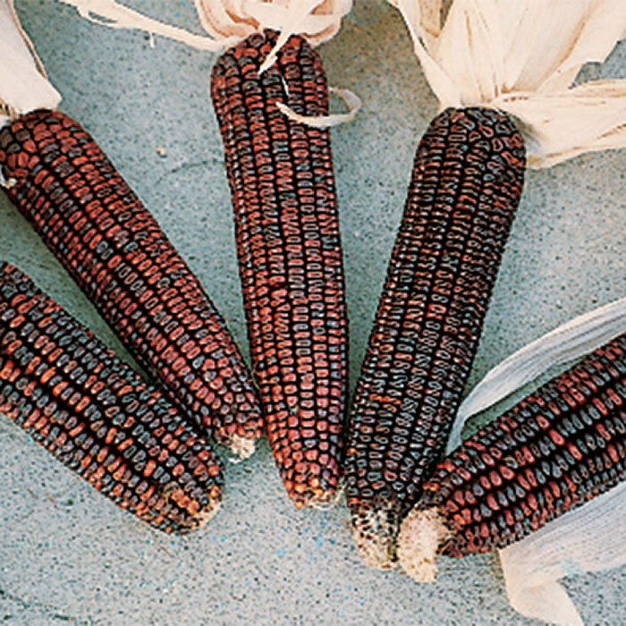 Ornamental Corn Seed: Bloody Butcher Ornamental Corn Seeds. Fresh Seed FREE Sh