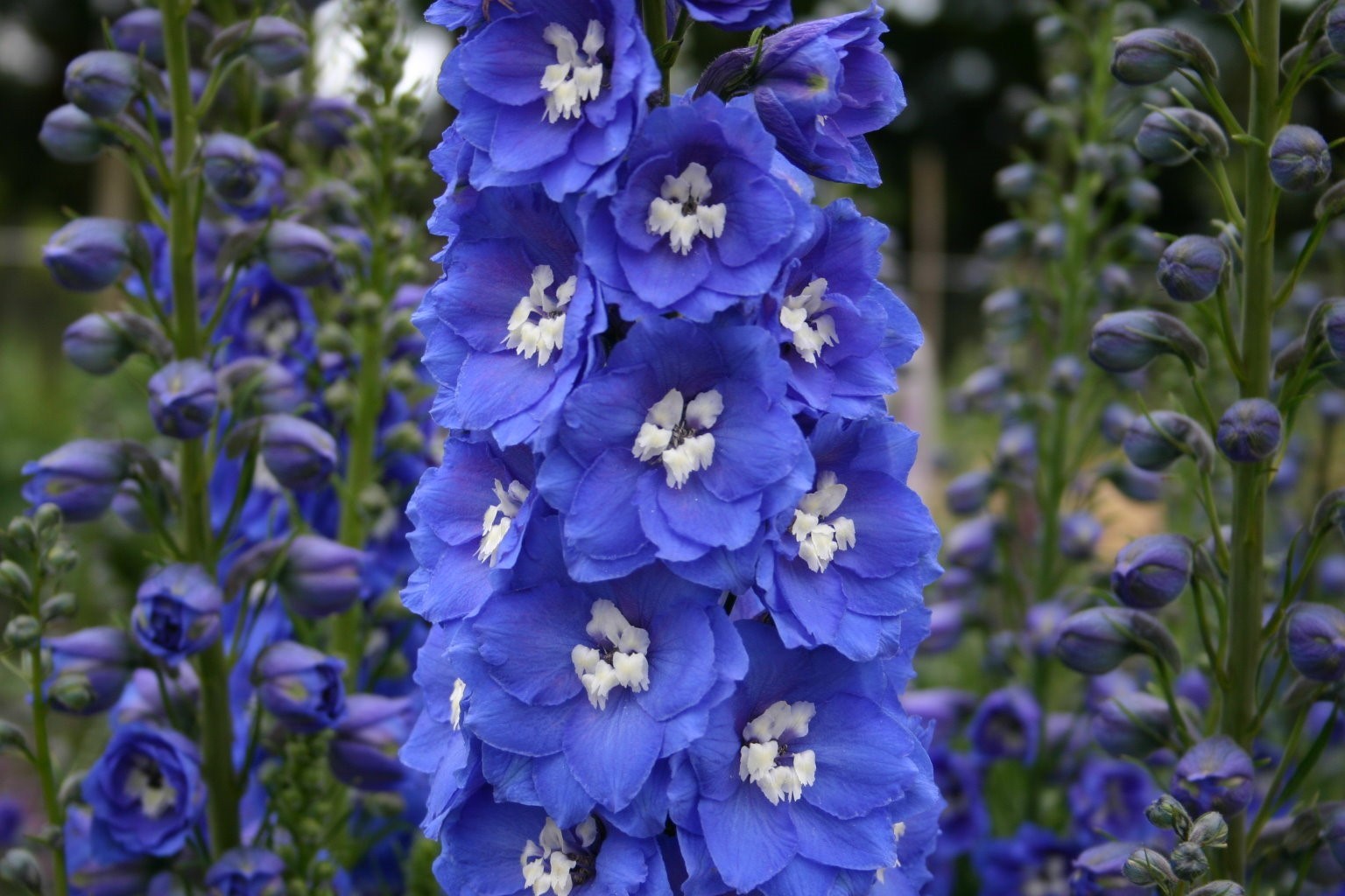 300 seeds DELPHINIUM KING ARTHUR ROYAL BLUE Tall perennial +gift