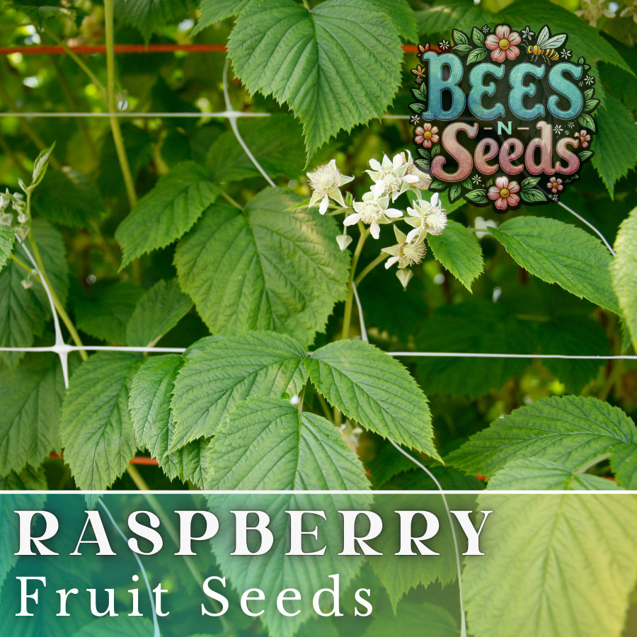 Prism Raspberry Seeds 125, 300, 750 Seeds Fruit Seeds, Non GMO, Bulk Seeds