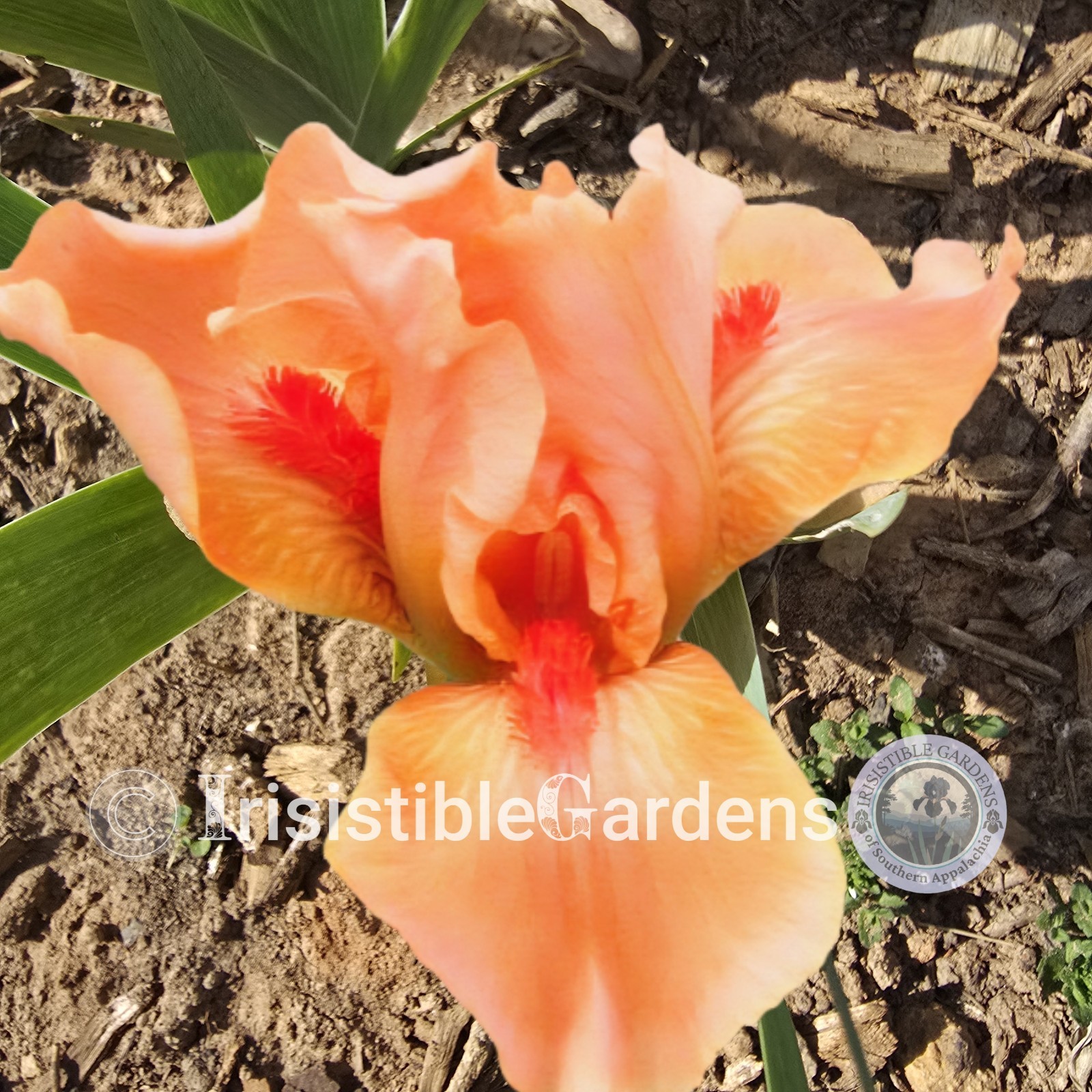 Desert Orange ~ SDB 12″ Sun Drenched Coral Orange (1) Iris Rhizome
